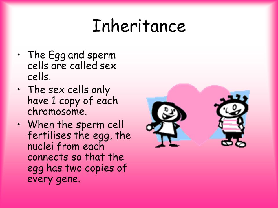Egg - sperm contain copy of your genes
